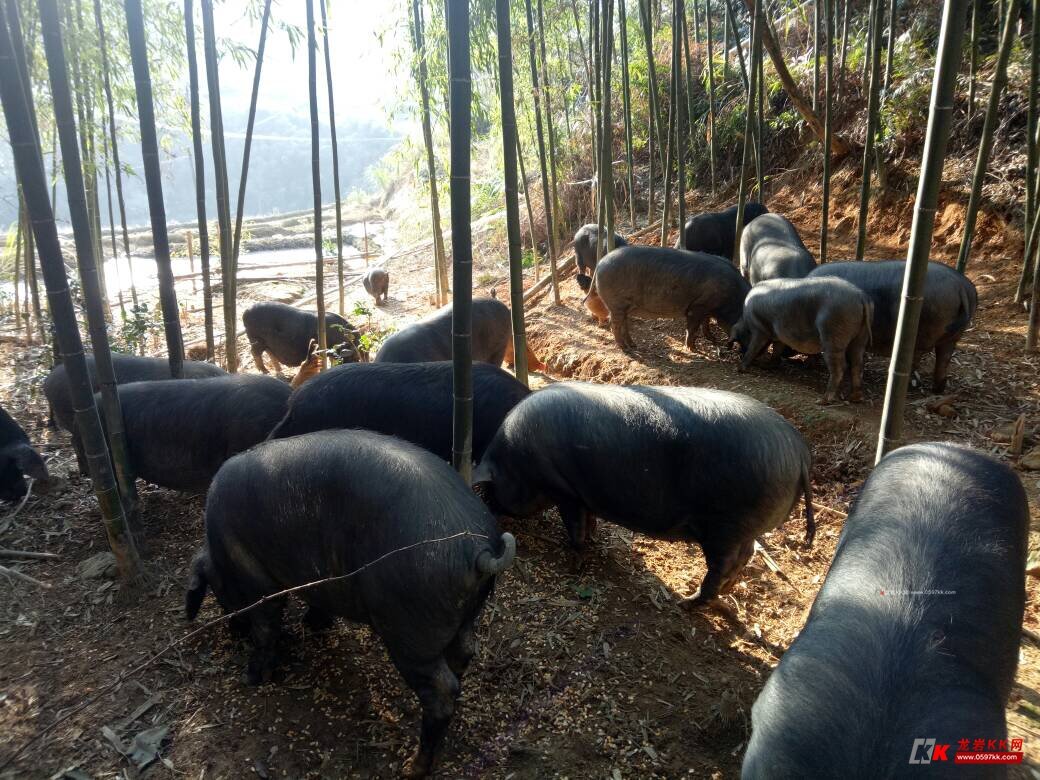 黑猪肉：品质与健康的完美结合