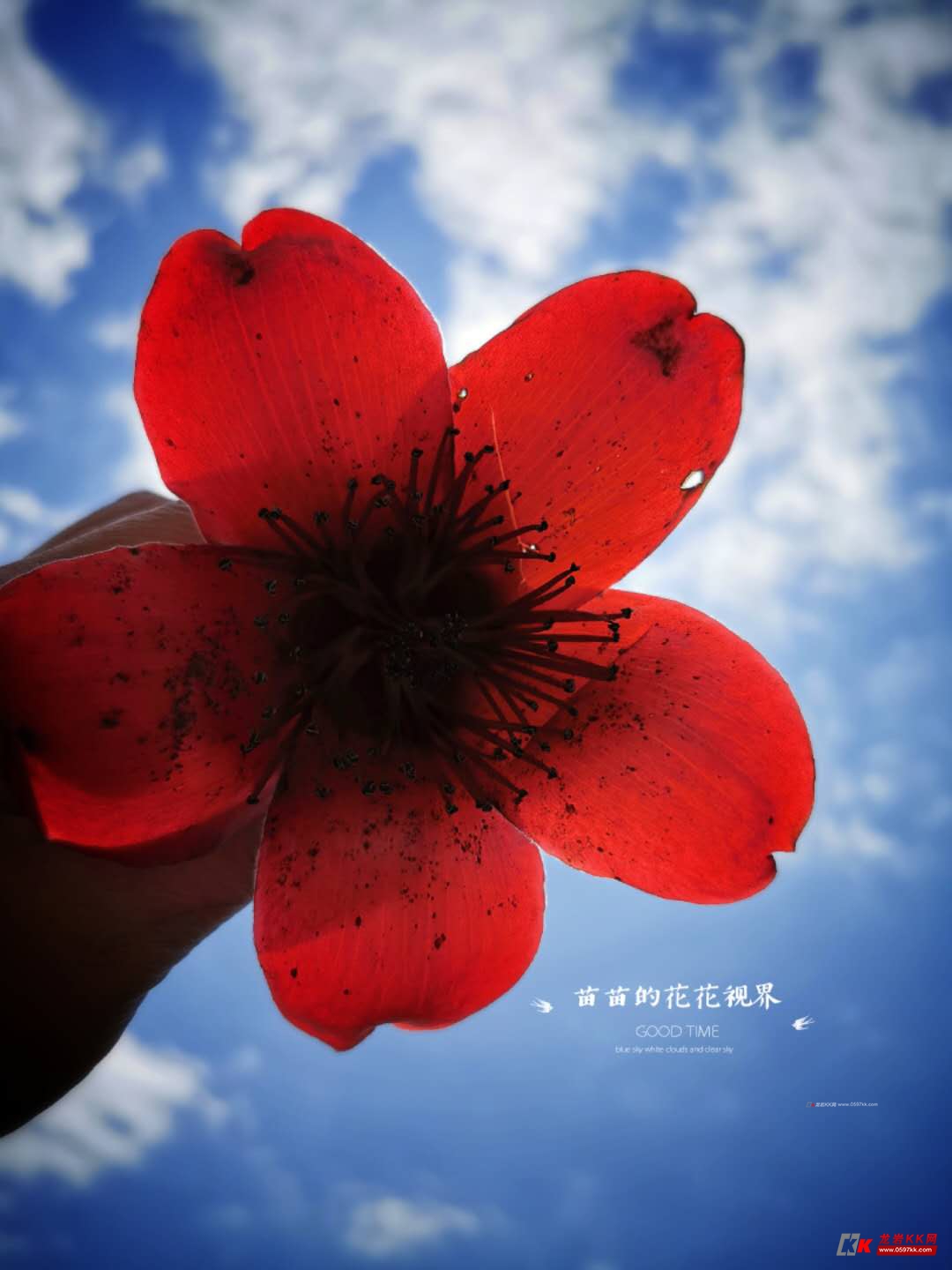 阳春三月,木棉花开