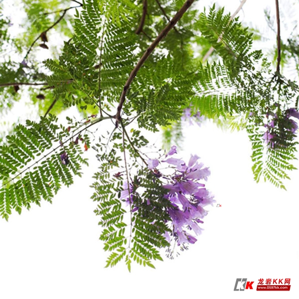 在龙岩你也许看不到蓝眼泪但一定别错过蓝花楹!