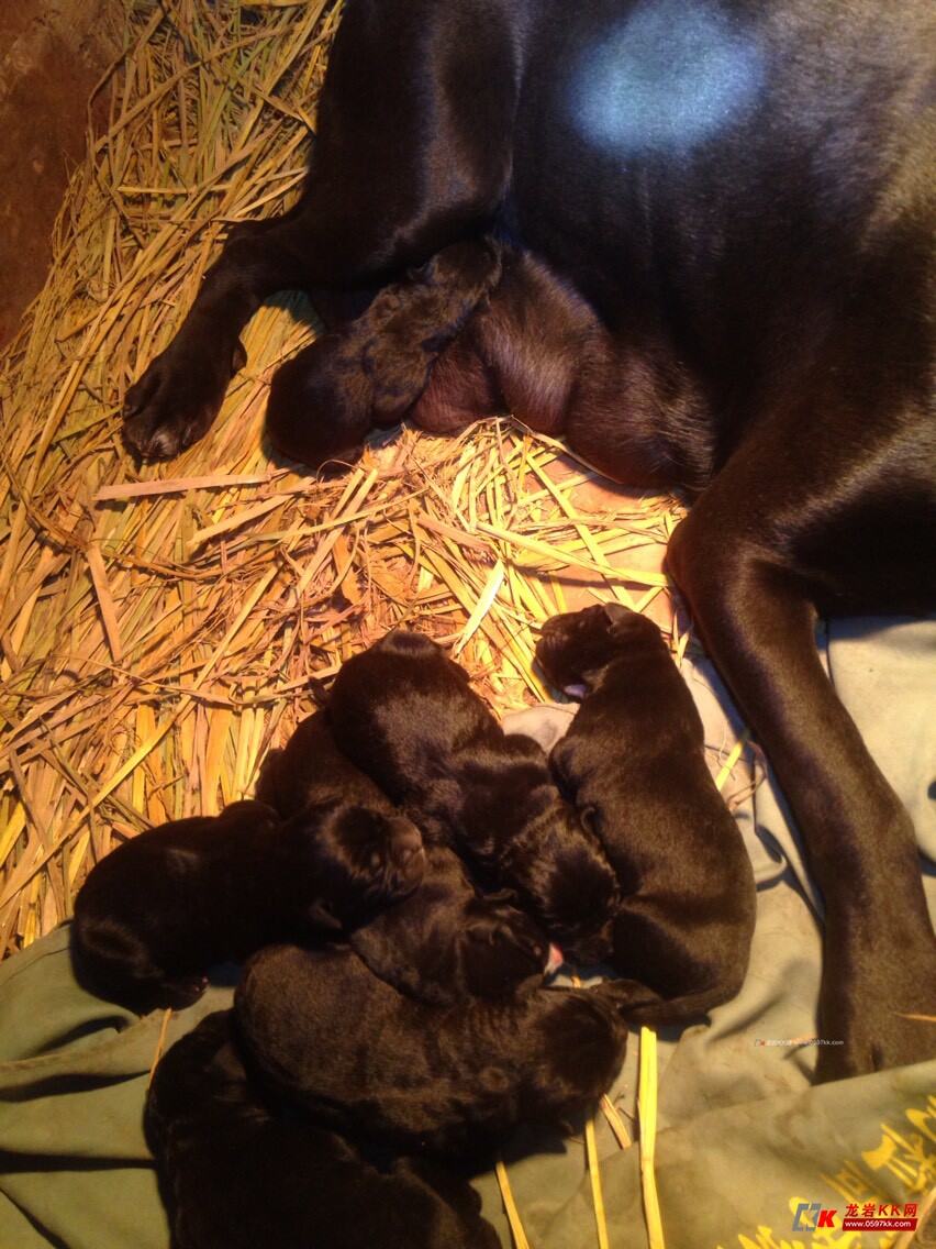 天晴了,猪涨价了,绿波开了,国足也赢了,要发财了