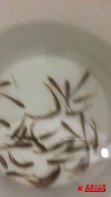 大量出售本地斗鱼,大小都有,5到11公分,需要的