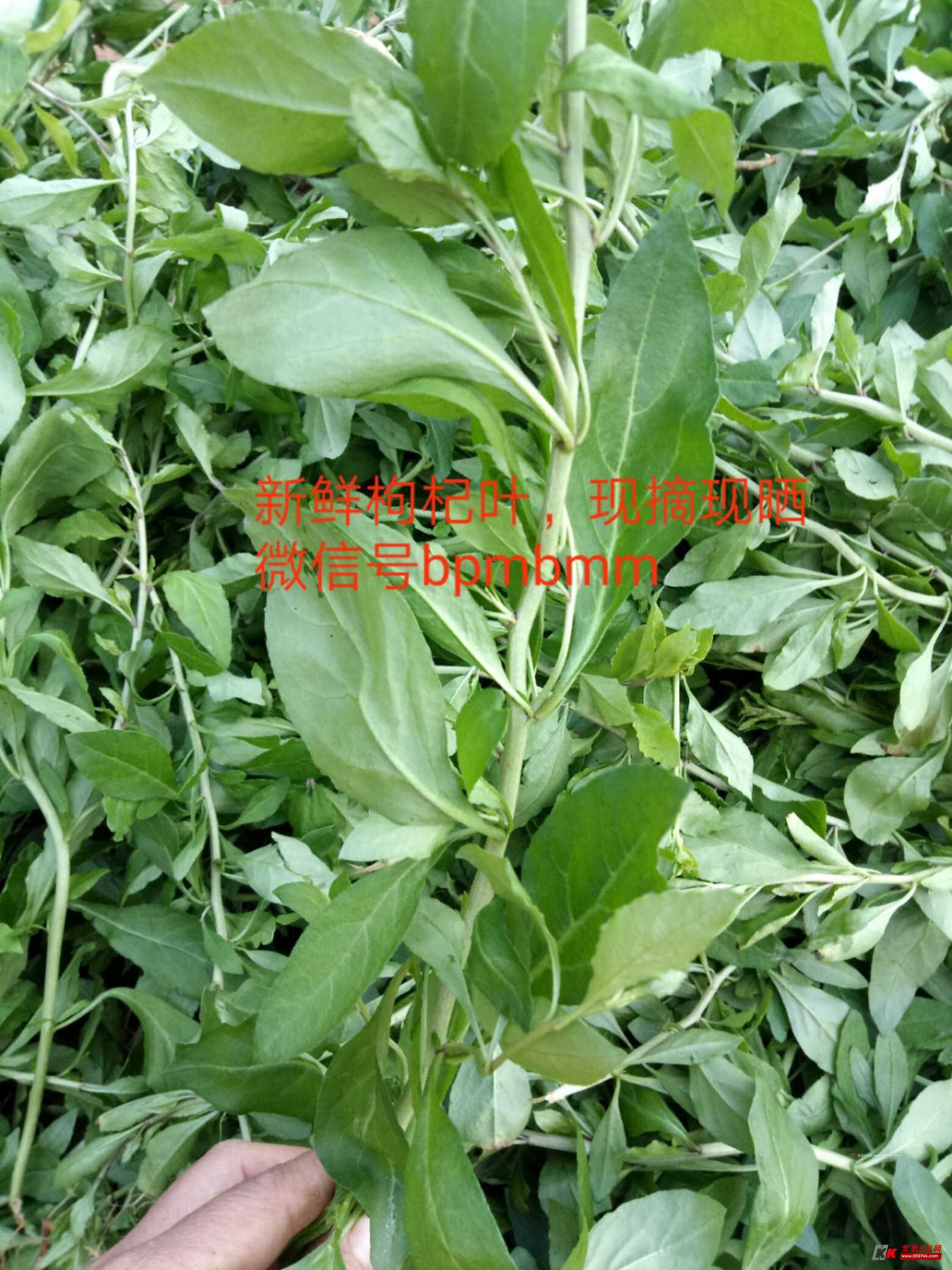 纯野生苦菜干,自家种植的枸杞叶