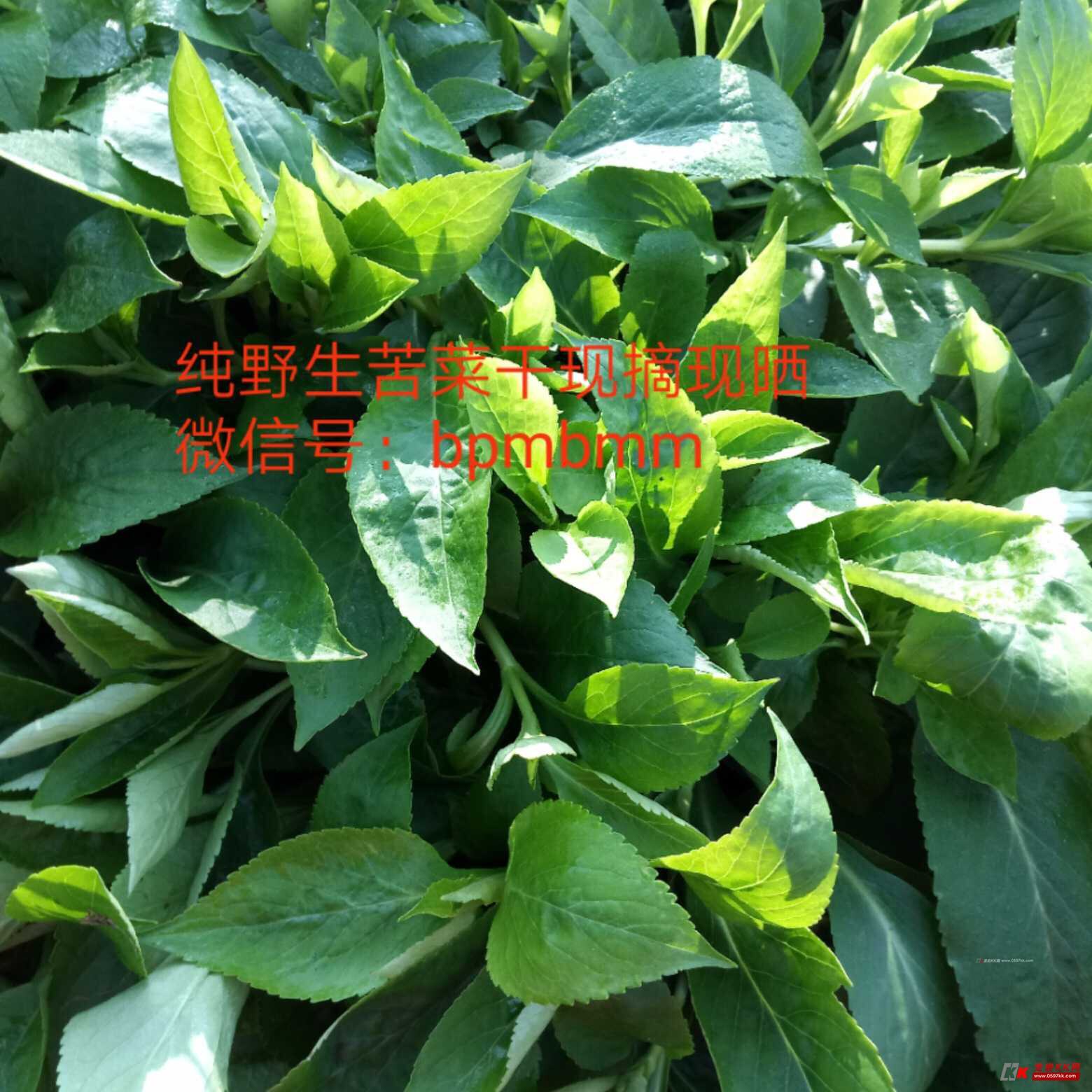 纯野生苦菜干,自家种植的枸杞叶