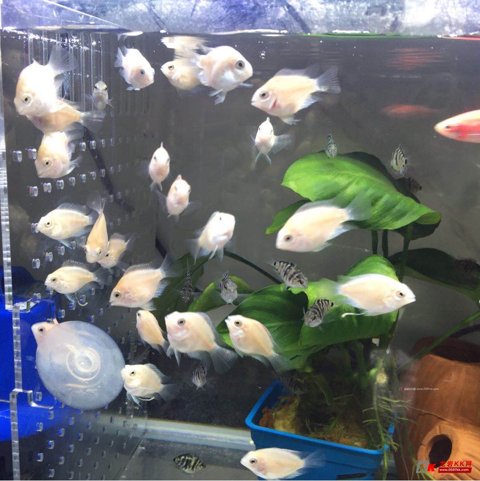 出迷你鹦鹉