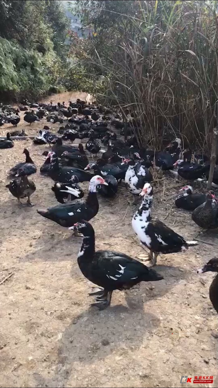 放养正番鸭