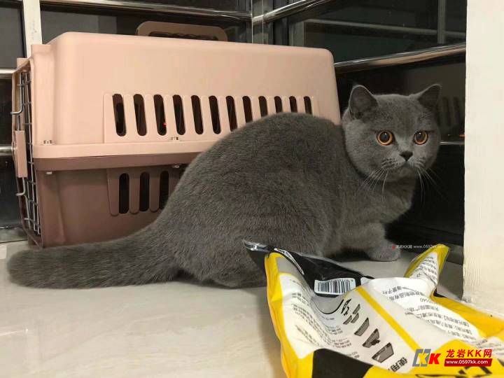 出售一只双血统母蓝猫