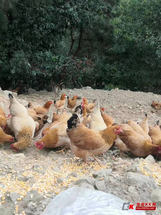 这几天买回来的小母鸡真的太漂亮了! 毛色光泽发亮,部分已开始下蛋哈