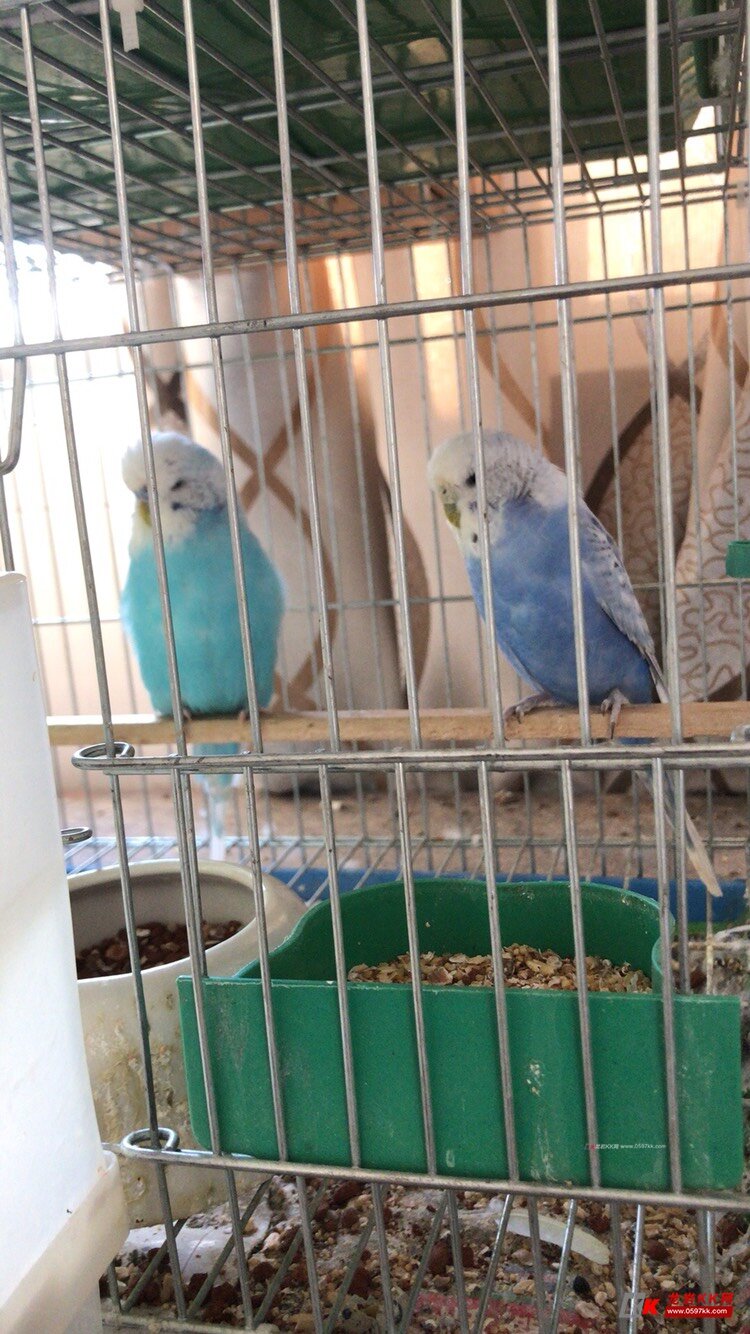 卖一对大头虎皮鹦鹉