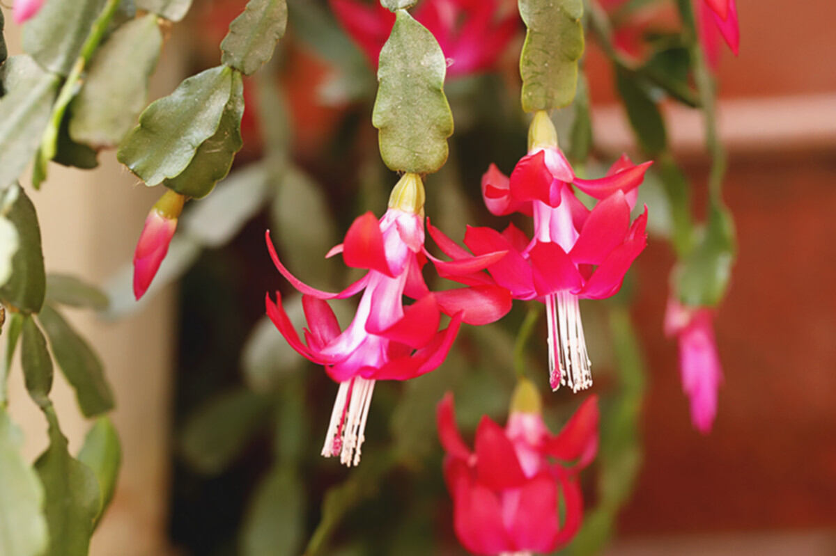 原创生态花卉蟹爪兰