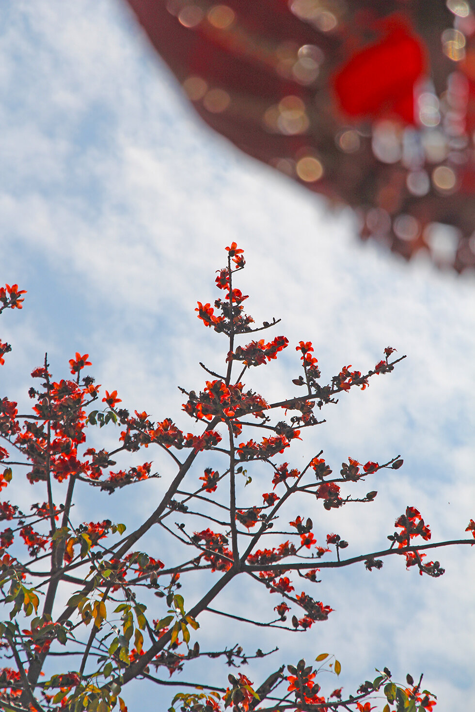 你们猜得到这是哪里的木棉么? - 原创摄影 龙岩kk网