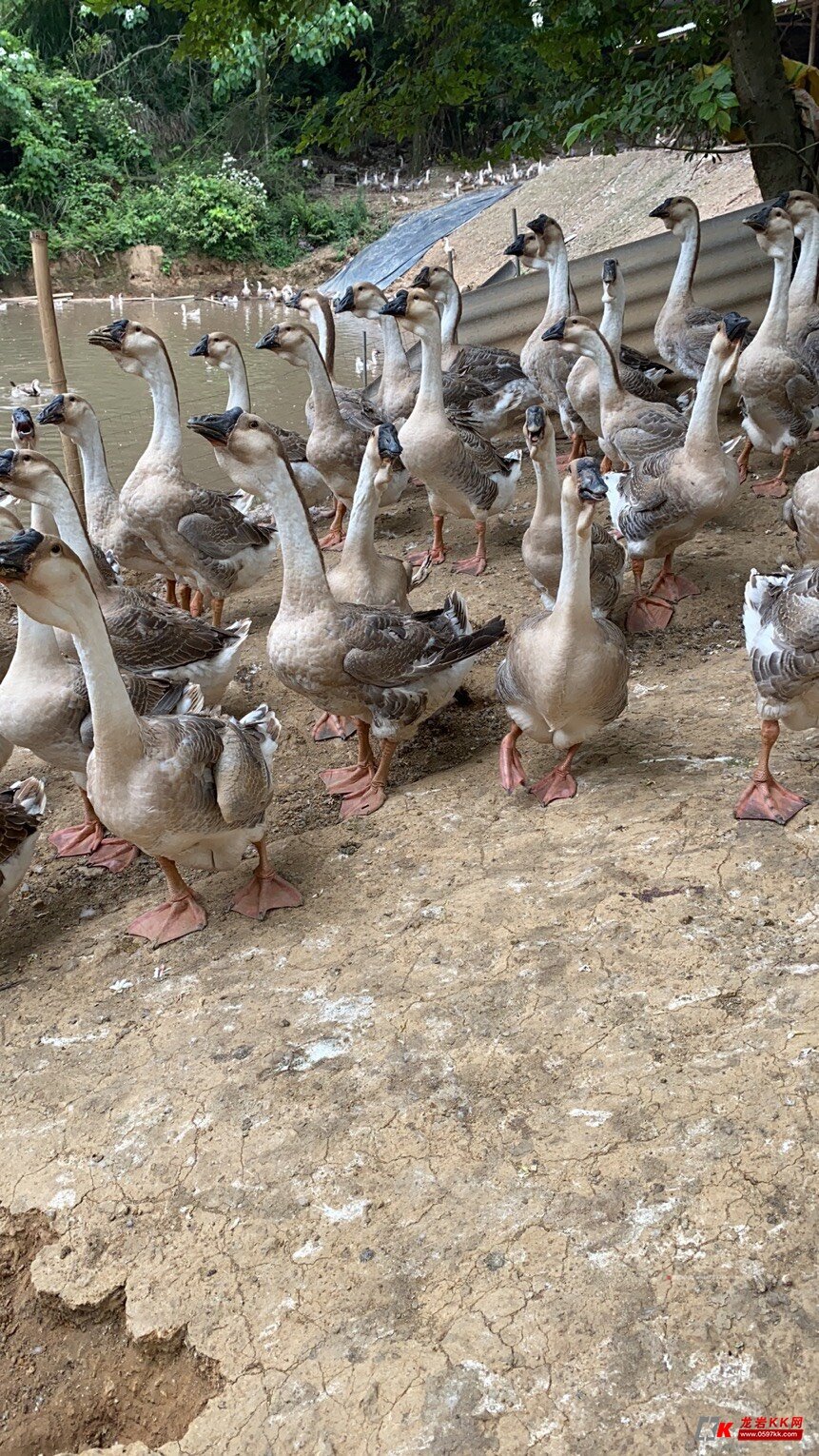 鹅鹅鹅狮头鹅10到18斤