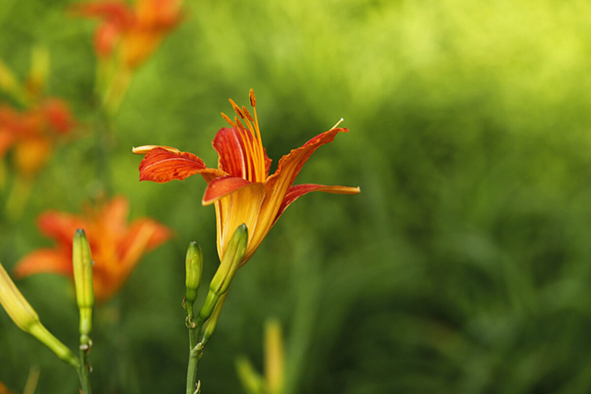 原创520萱草花母爱花