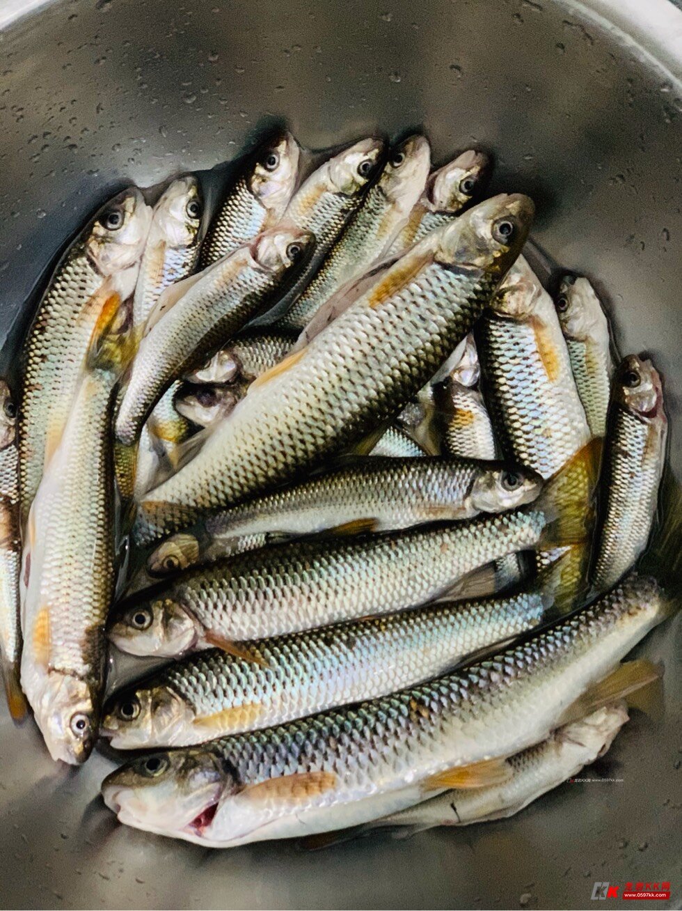 求新罗区附近溪鱼石斑地点