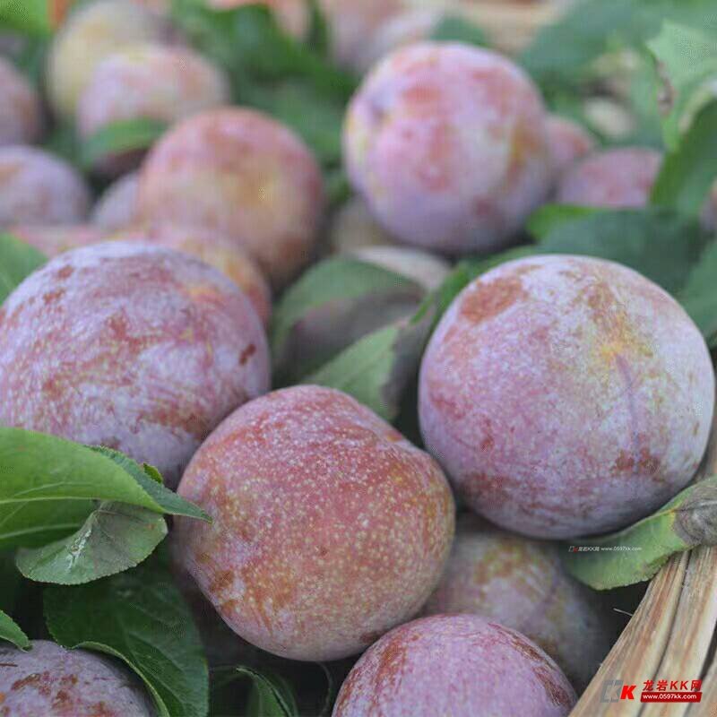 绿优农品的红心李