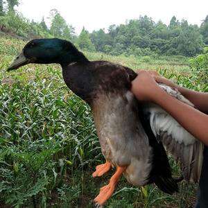 青头鸭公,夏天防暑必备汤,价格不贵