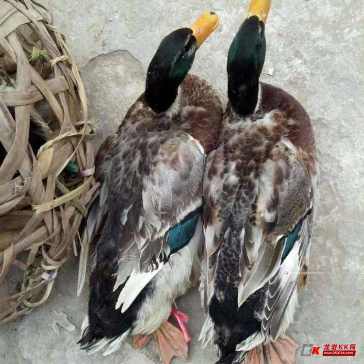 青头鸭公,夏天防暑必备汤,价格不贵