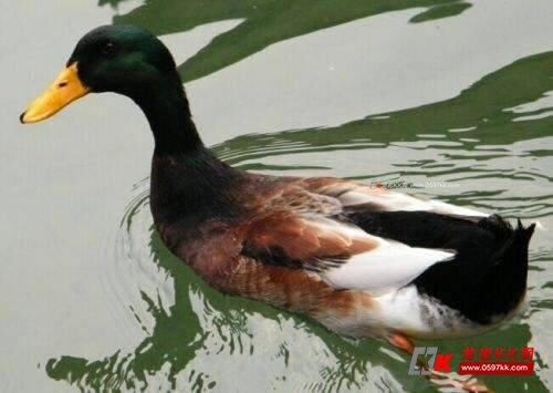 青头鸭公,夏天防暑必备汤,价格不贵