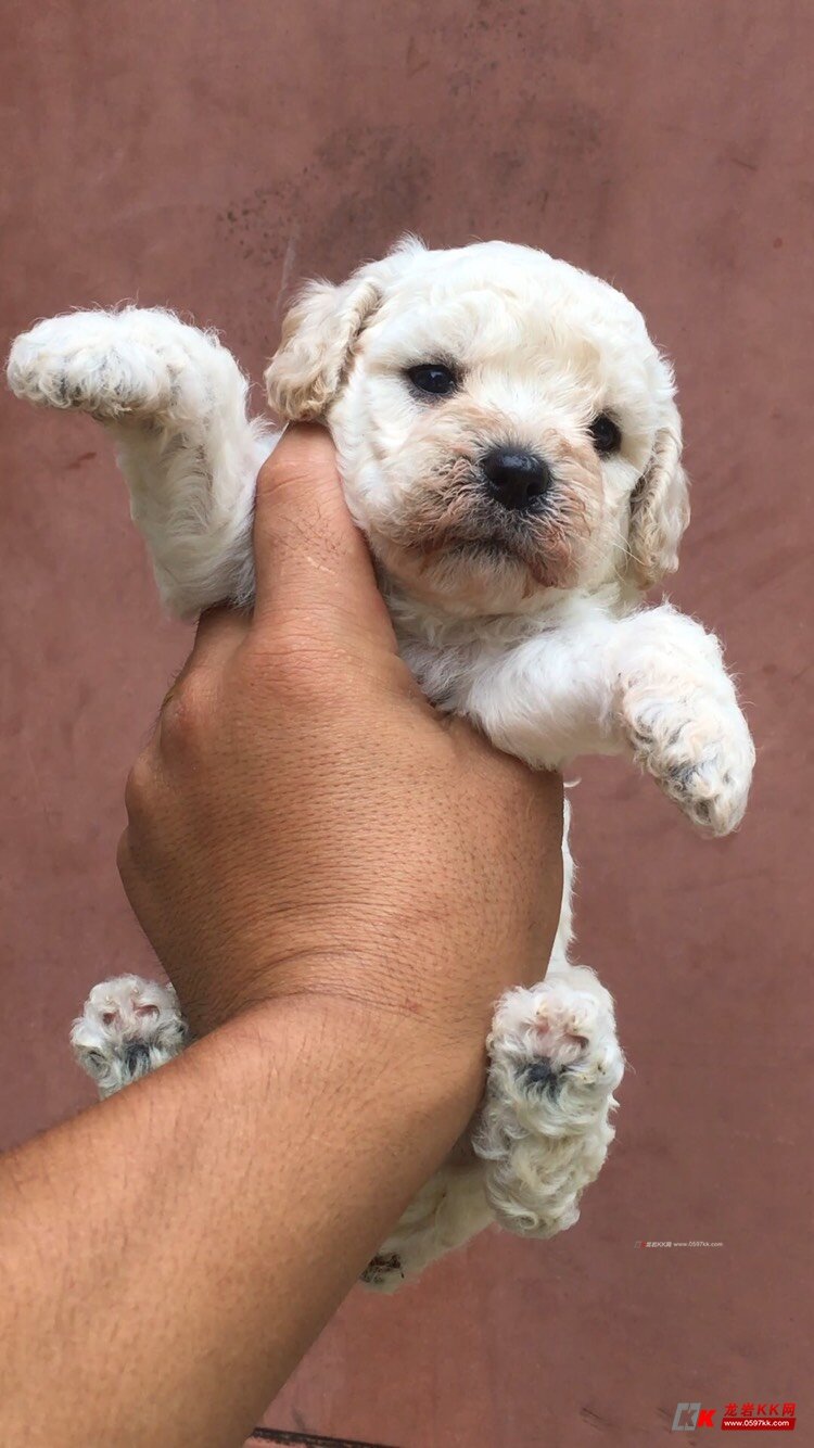 巧克力色泰迪犬一公两母白贵一对纯黑色一公