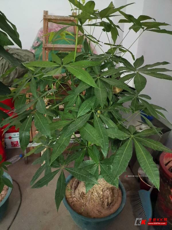 转让提根发财树一盆直杆发财树一盆联系电话13860209345