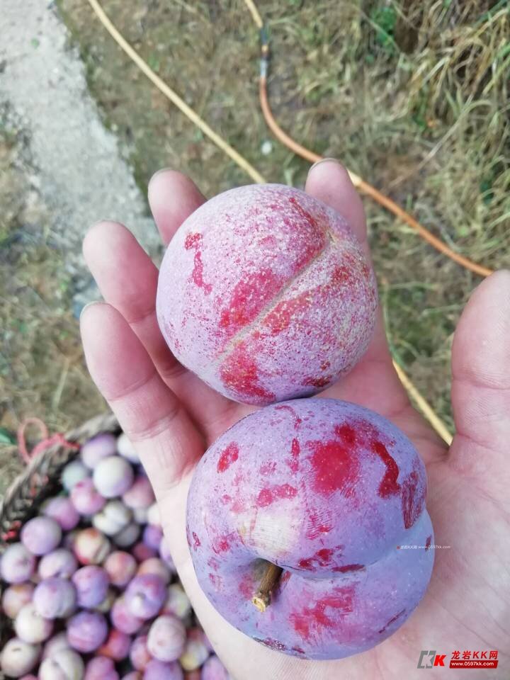 一年一度的灌洋芙蓉李又来了欢迎来采摘