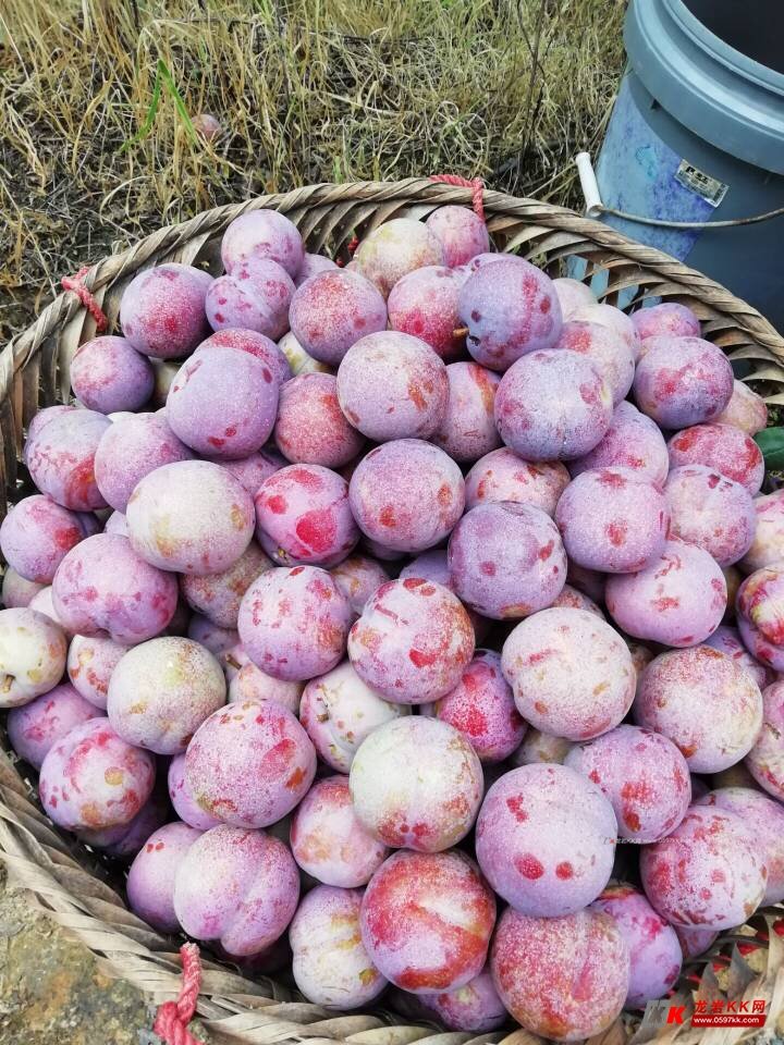 一年一度的灌洋芙蓉李又来了欢迎来采摘