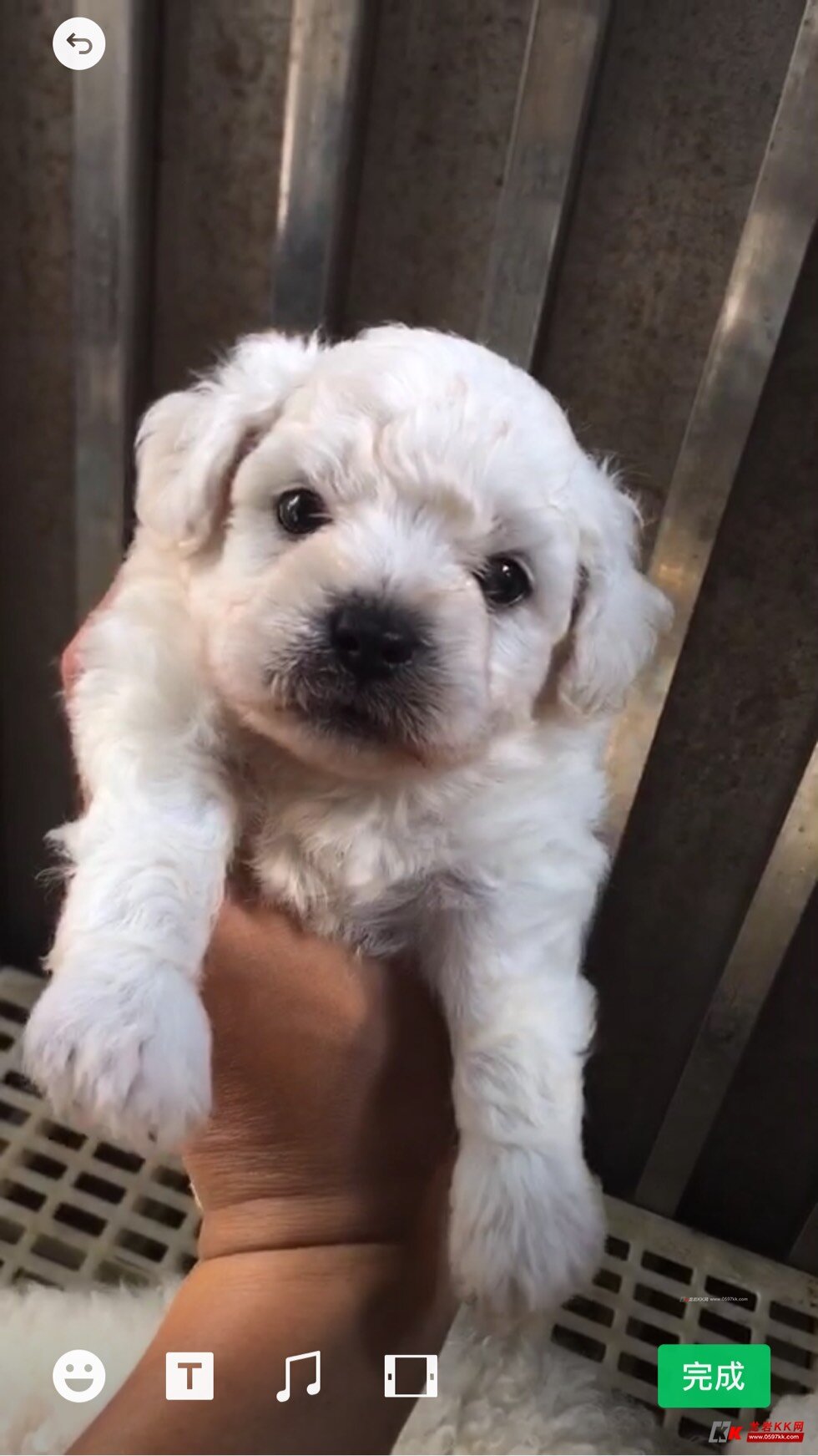 宠物交易德牧幼犬比熊全黑土狗出售