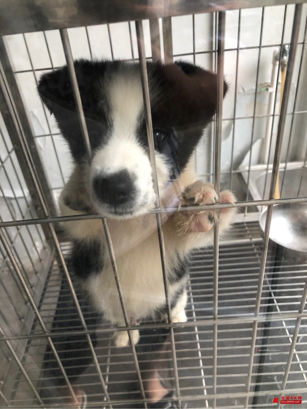 宠物交易有人要领养吗柯基和边牧的串串