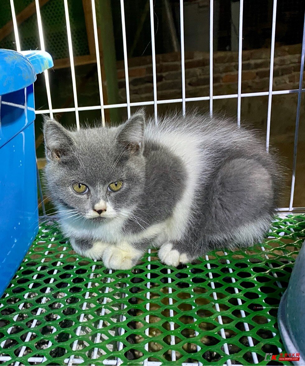 英短蓝猫蓝白纯白便宜处理了要的18850816558