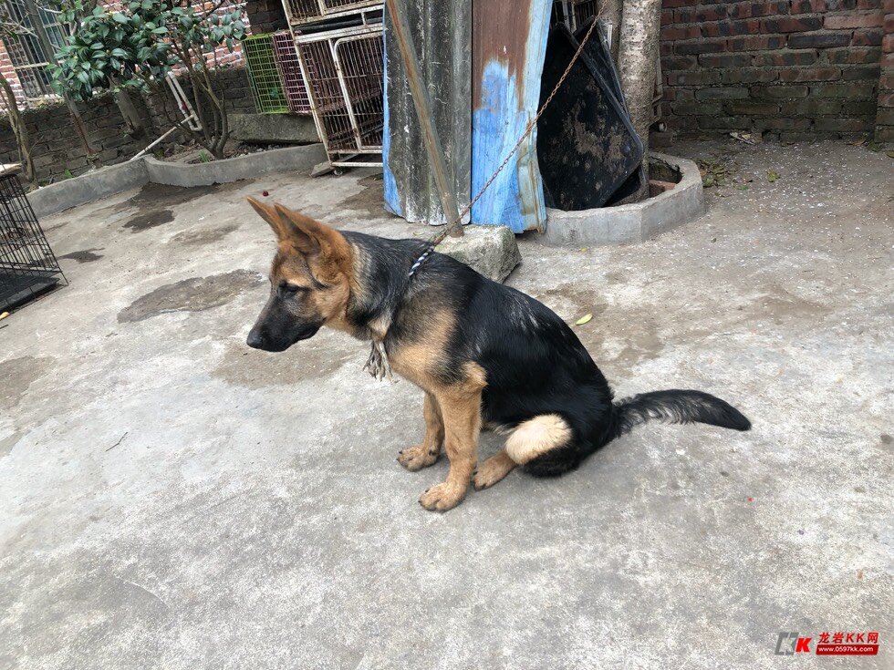 帮客户处理4个月德国牧羊犬公金毛公
