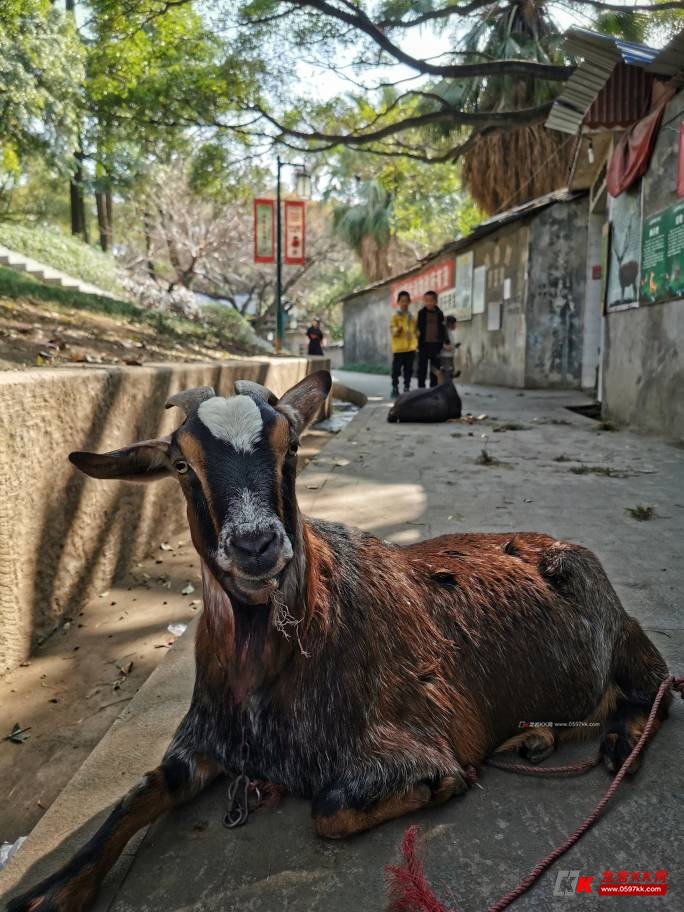中山公园里的动物园几十年如一日 - 龙岩热点 龙岩kk网