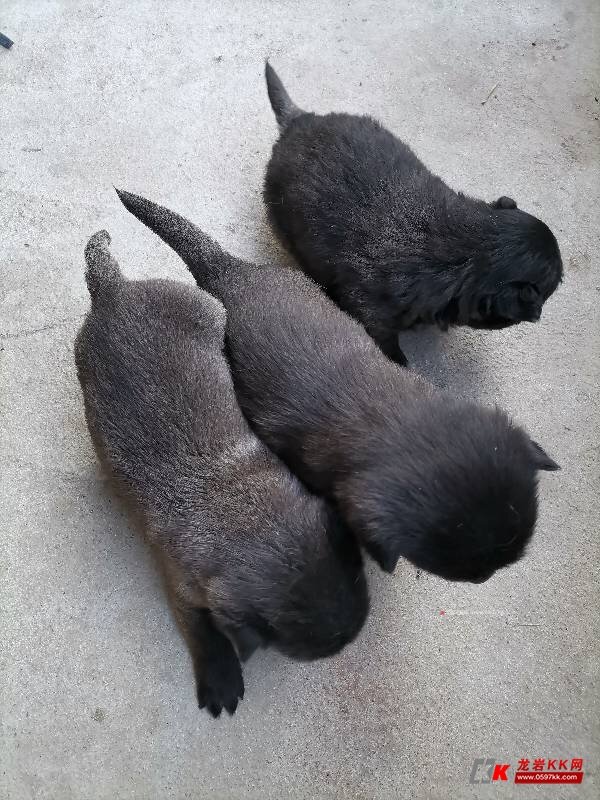 出中华田园犬,狗贩子吃狗的勿扰