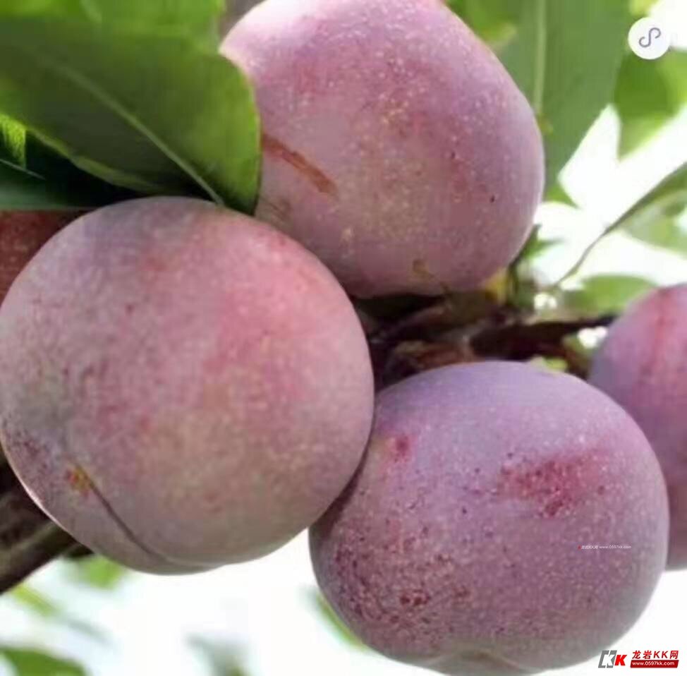 芙蓉李新鲜孕妇水果现摘脆李红心李子酸甜红心李芙蓉.