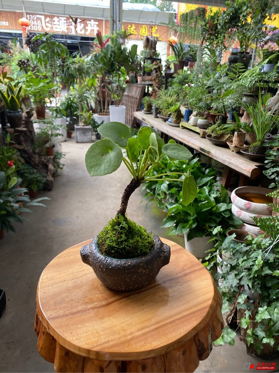 上新小盆栽#水塘兰苑