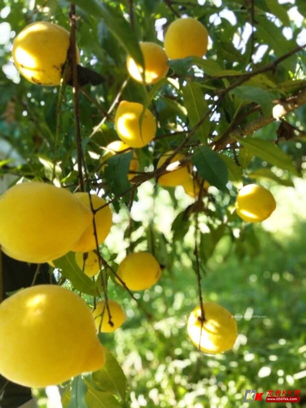 本地种植正宗炎陵黄桃极*己下树量不多需尝鲜加微