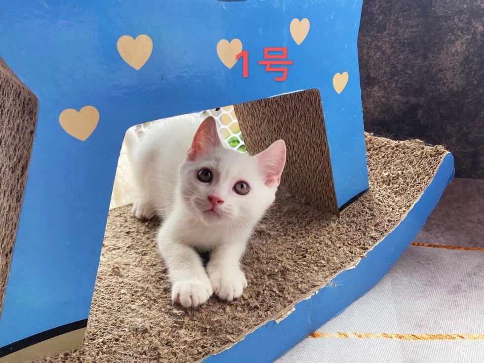 急出一窝纯种英短纯白幼猫