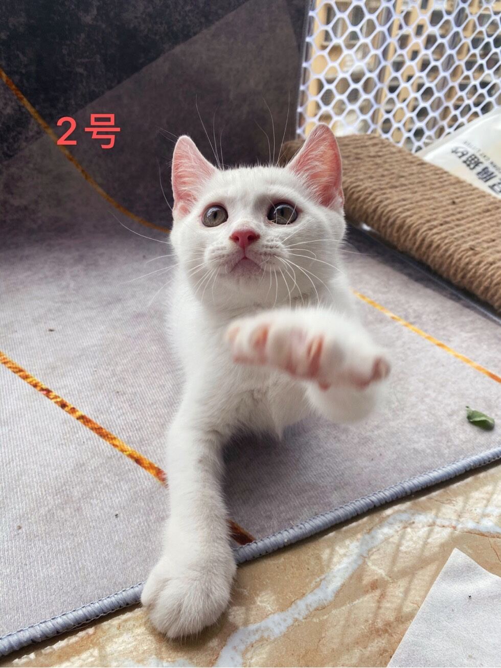 急出一窝纯种英短纯白幼猫