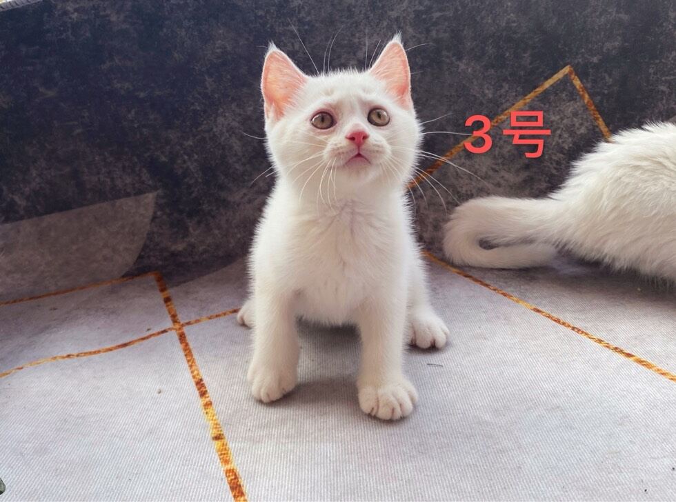 急出一窝纯种英短纯白幼猫