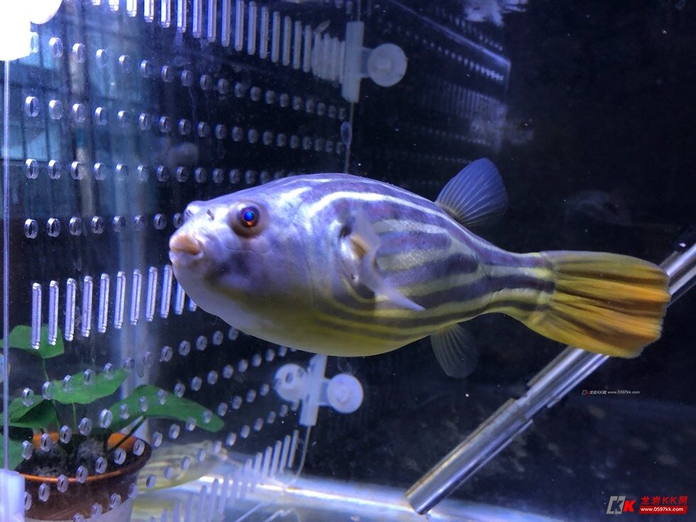 出售网红鱼斑马狗头20到25公分左右260元