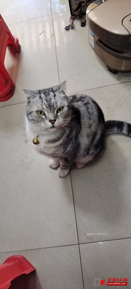 美短虎纹猫宠物猫忍痛出800元