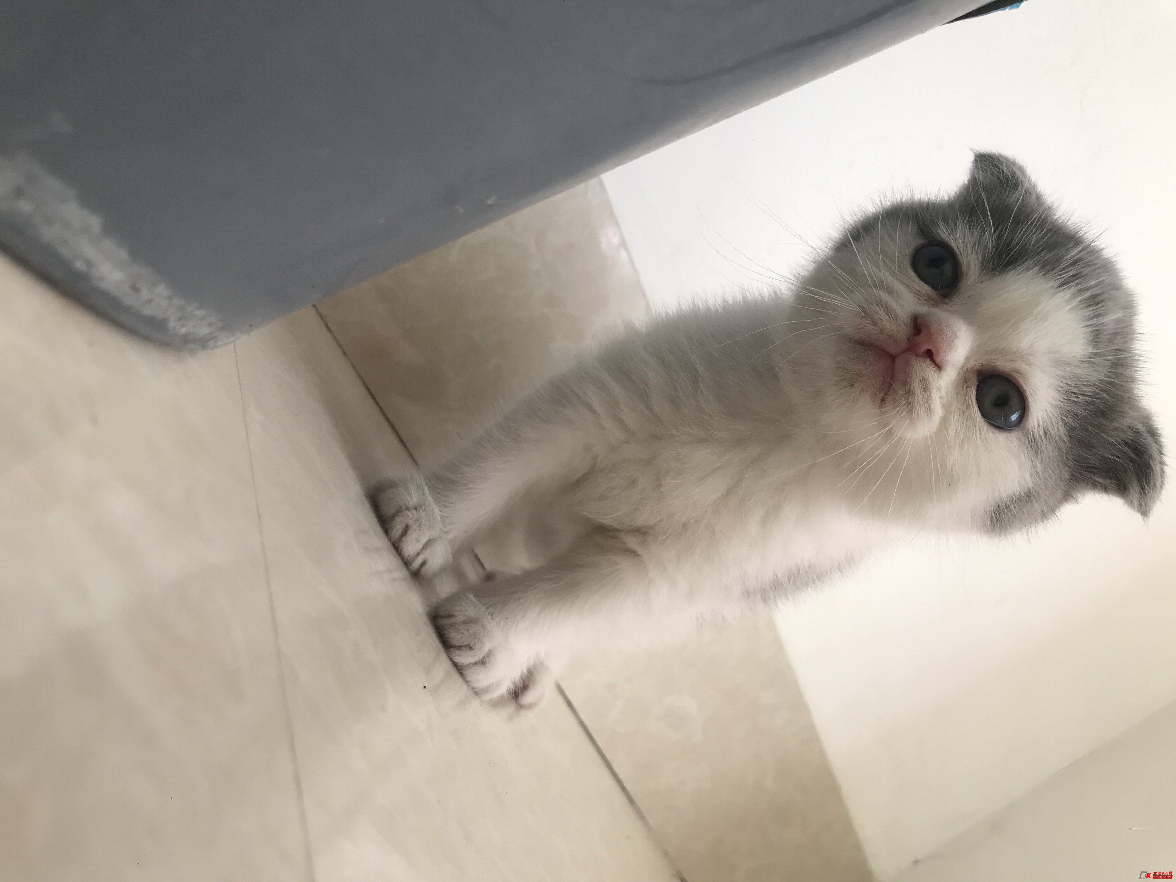 英短蓝白小奶猫