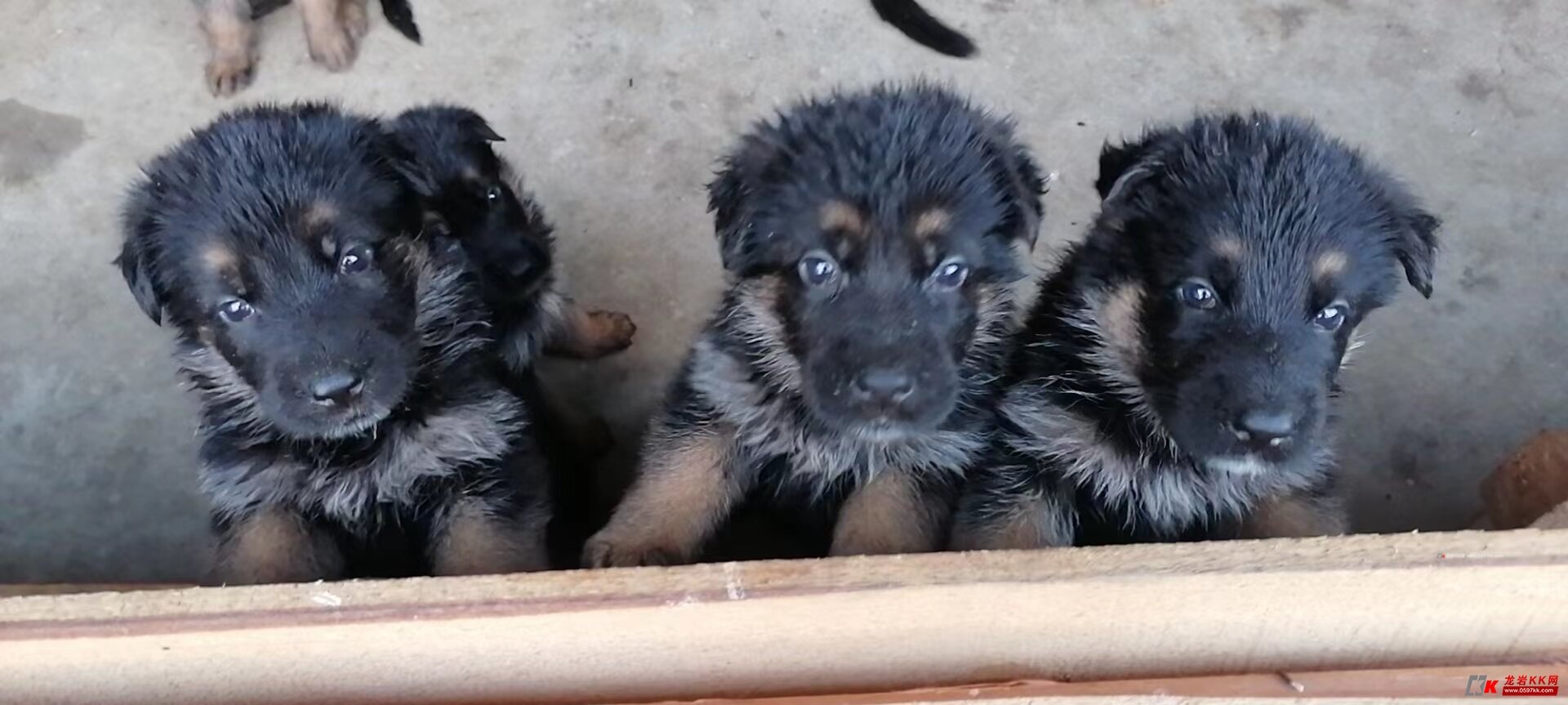 出售精品纯种小德牧