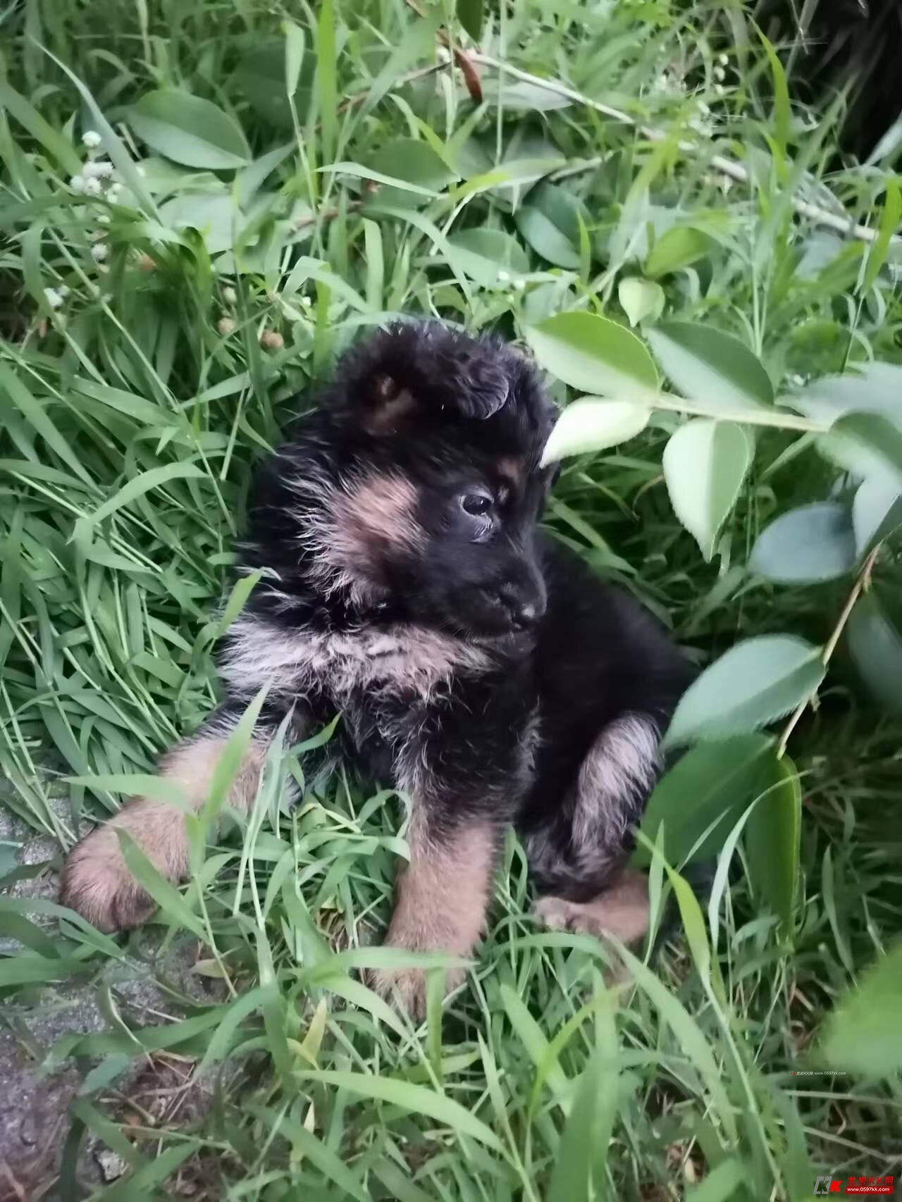 出售精品纯种小德牧