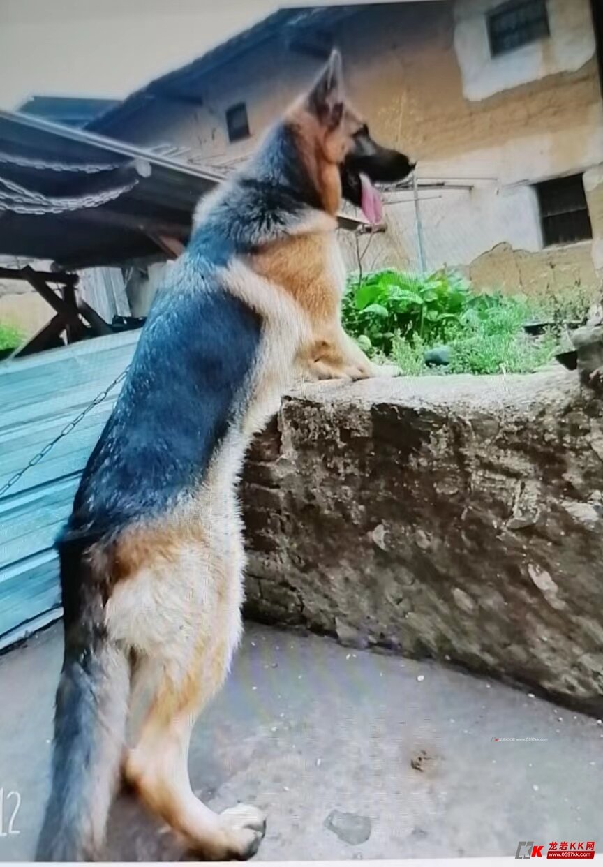 出售精品纯种小德牧