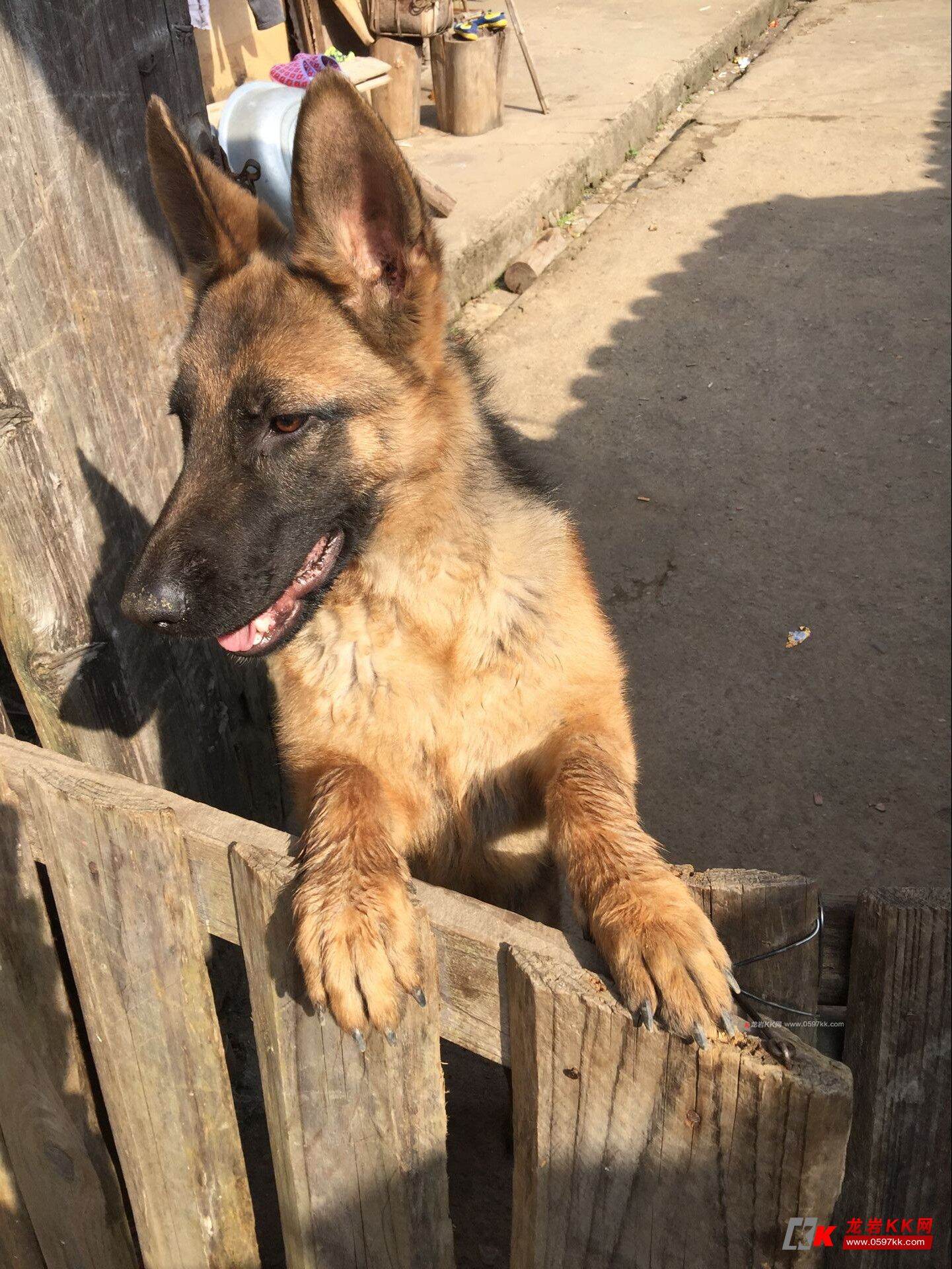 六个月德牧出售