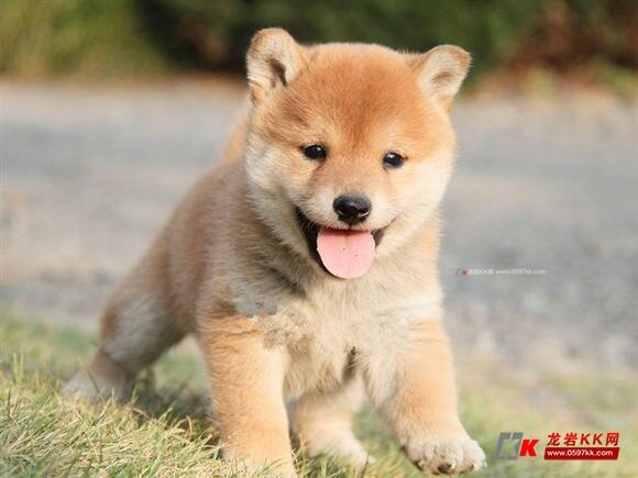 纯种柴犬 健康小柴幼犬待售中 三个月健康保障