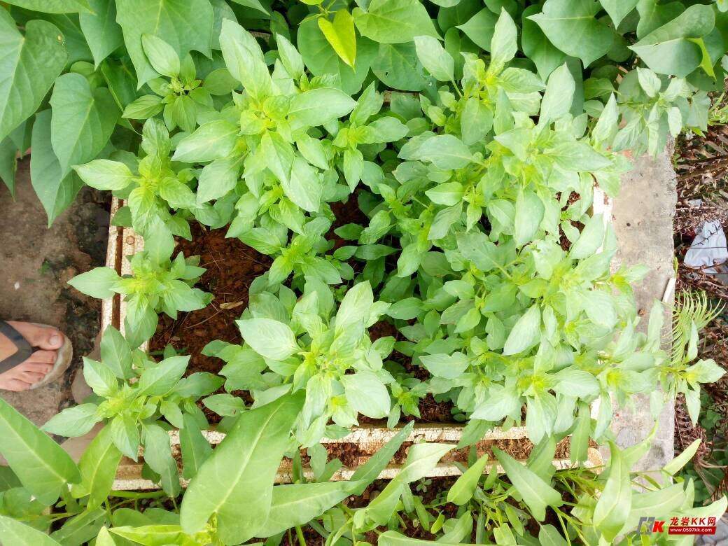 认识几种香草植物?