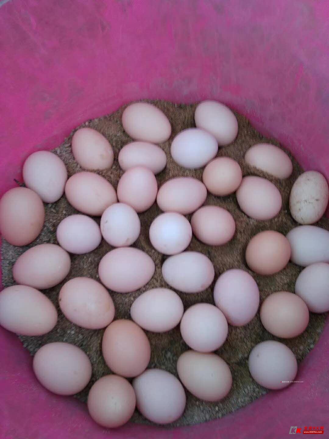 放养河田土鸡:小母鸡,阉鸡,月子鸡