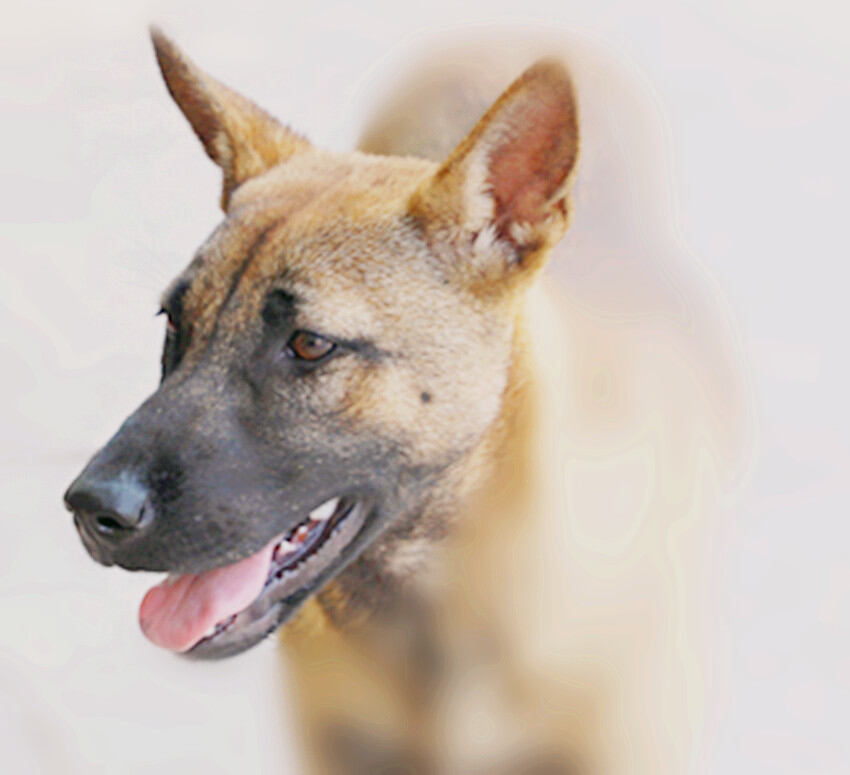 [原创] 狗头军师