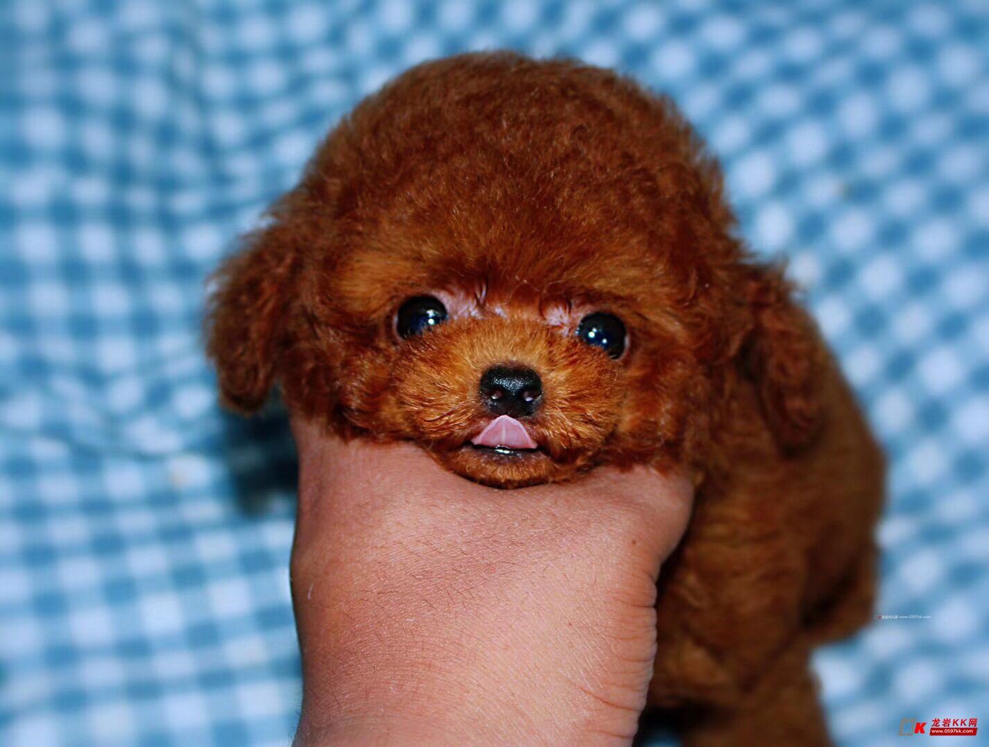 精品娃娃脸泰迪宝宝 微小体长不大的