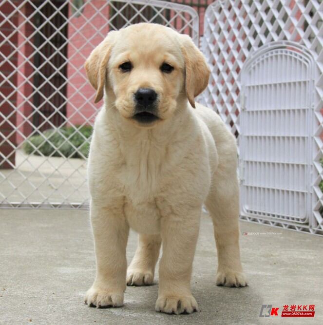 黄金血统拉布拉多"最佳伴侣犬"智商超高超可爱